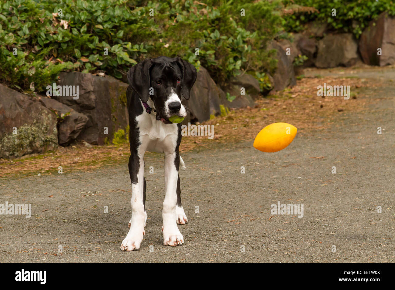 "Oh nein, eine Kugel in den Mund gegen einen Ball in der Luft?", sorgt einen sechs Monate alten Deutsche Dogge Welpe, Athena, in einem Dilemma Stockfoto