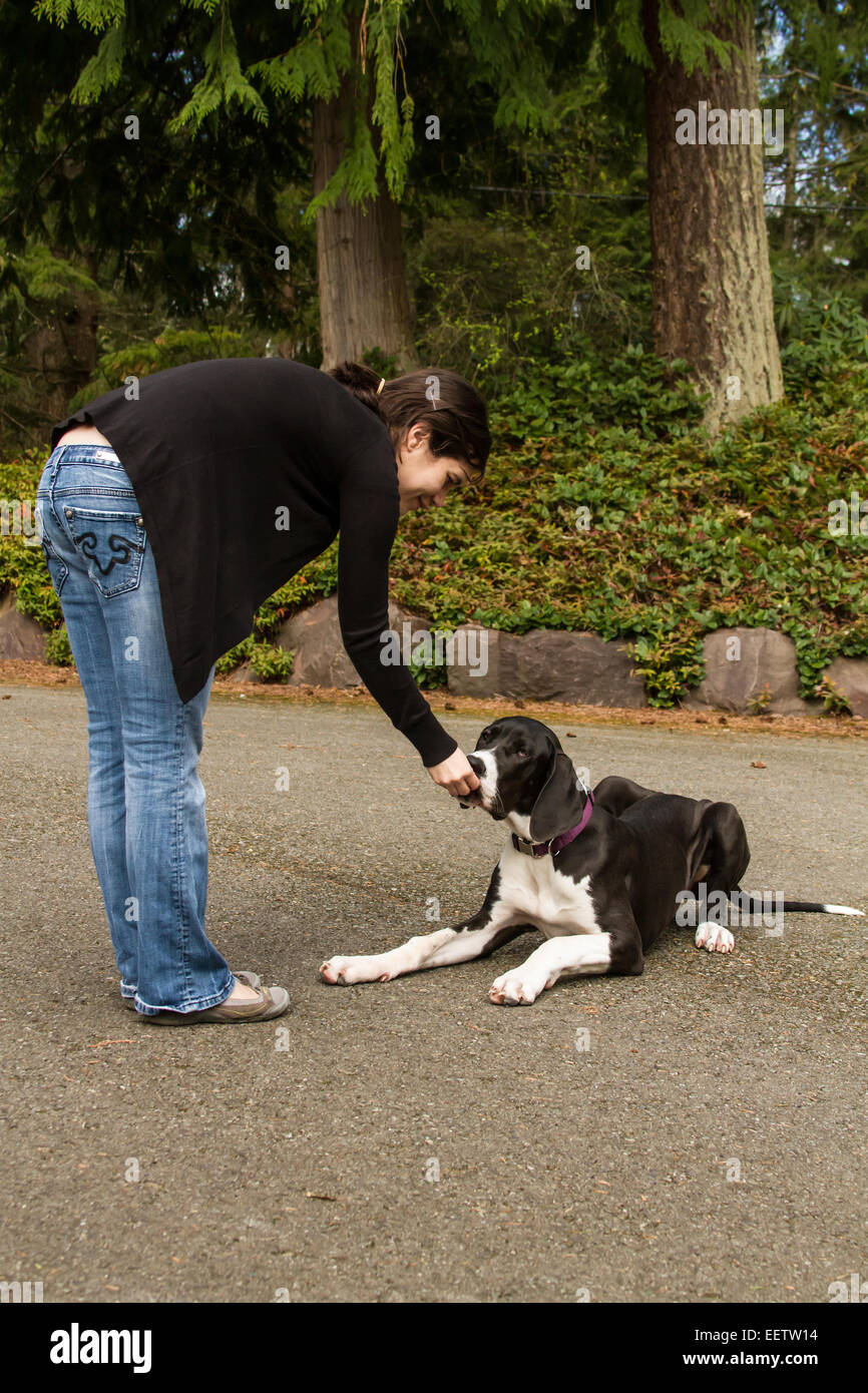 Sechs Monate alte Deutsche Dogge Welpen, Athena, belohnt mit einem Leckerbissen für die Durchführung von 'down'-Befehl in Issaquah, Washington Stockfoto