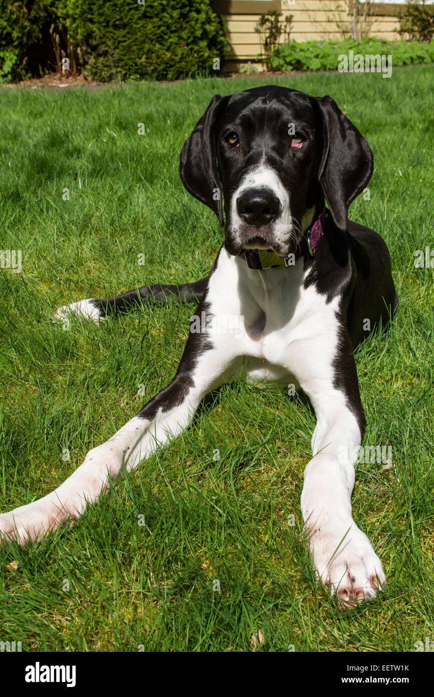 Sechs Monate alte Deutsche Dogge Welpe, Athena, ruht in ihrem Hinterhof, ihre langen Beine mit riesigen Pfoten für ihre Gesamtgröße ausstellen Stockfoto