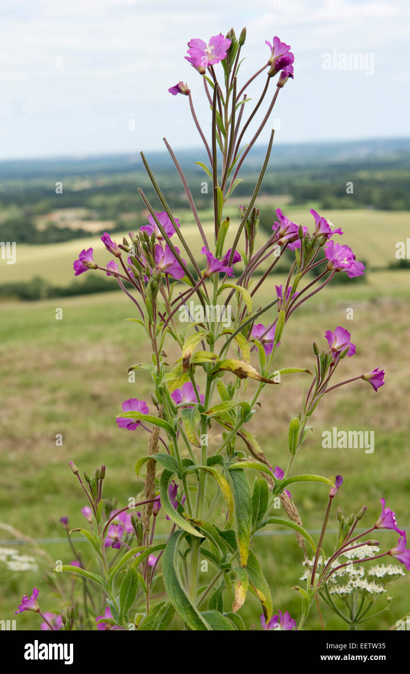 Große Weidenröschen, Epilobium hirsutum, rosa lila Blumen und Samenkapseln, Berkshire, Juli Stockfoto