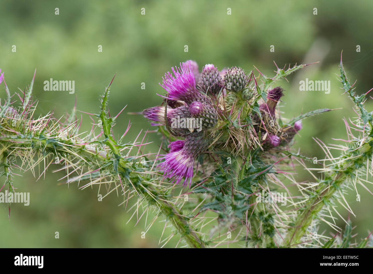 Fett, Marsh Distel oder europäische Sumpf Distel, Cirsium Palustre, lila blühende Pflanze auf einer Wiese Downland, Berkshire, Juli Stockfoto