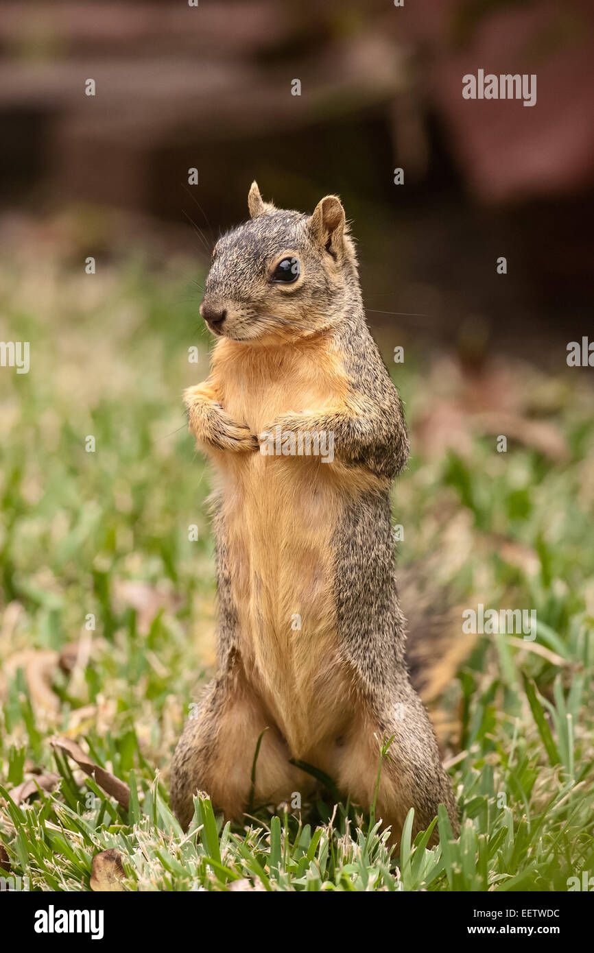 Östlichen Fuchs, Eichhörnchen stehend auf der Suche nach sehr zuversichtlich, in einem Hinterhof in Houston, Texas Stockfoto