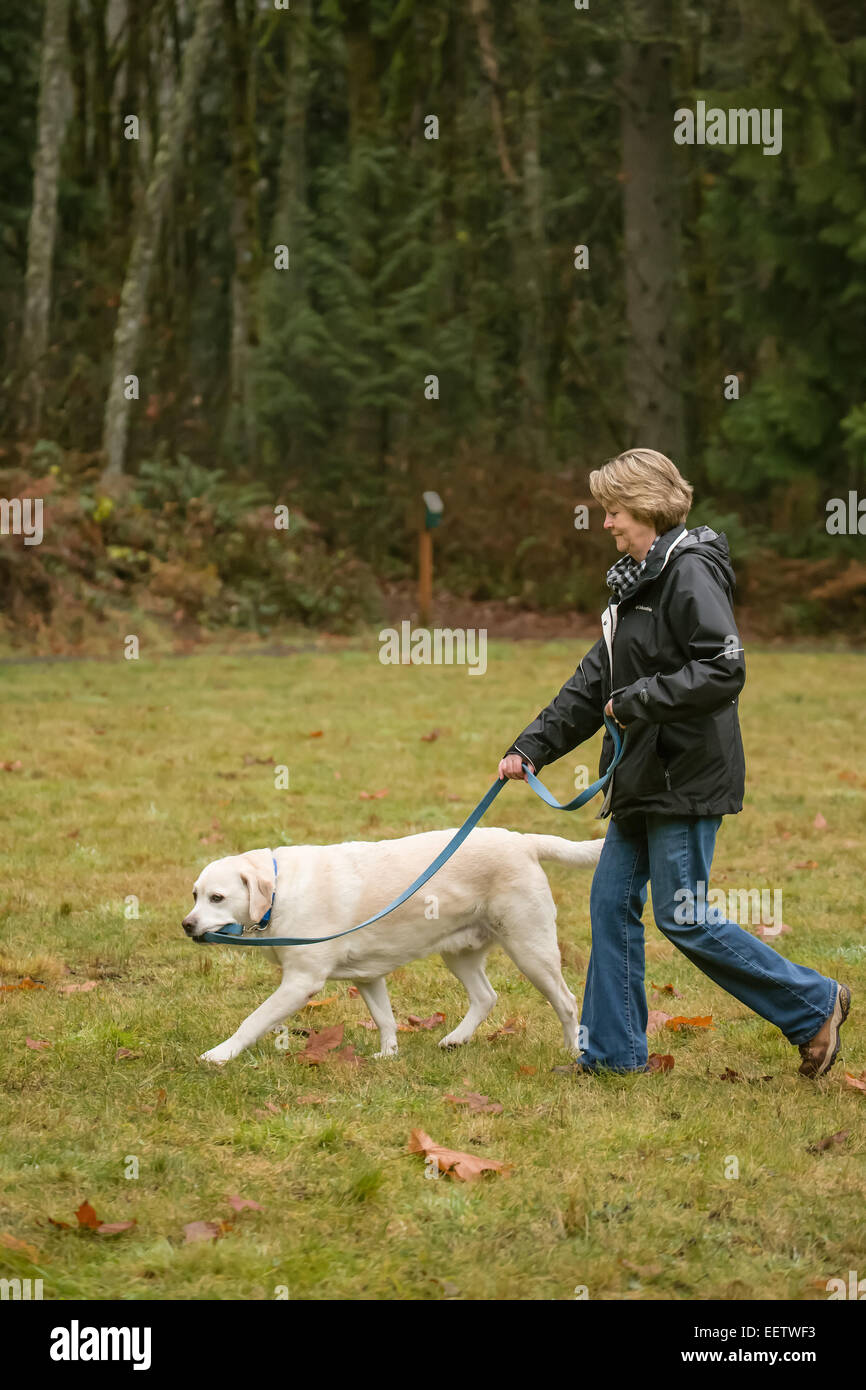 Murphy, englische Yellow Labrador Retriever, kauen an seiner Leine bei einem Spaziergang in einem Park in Issaquah, Washington, USA Stockfoto