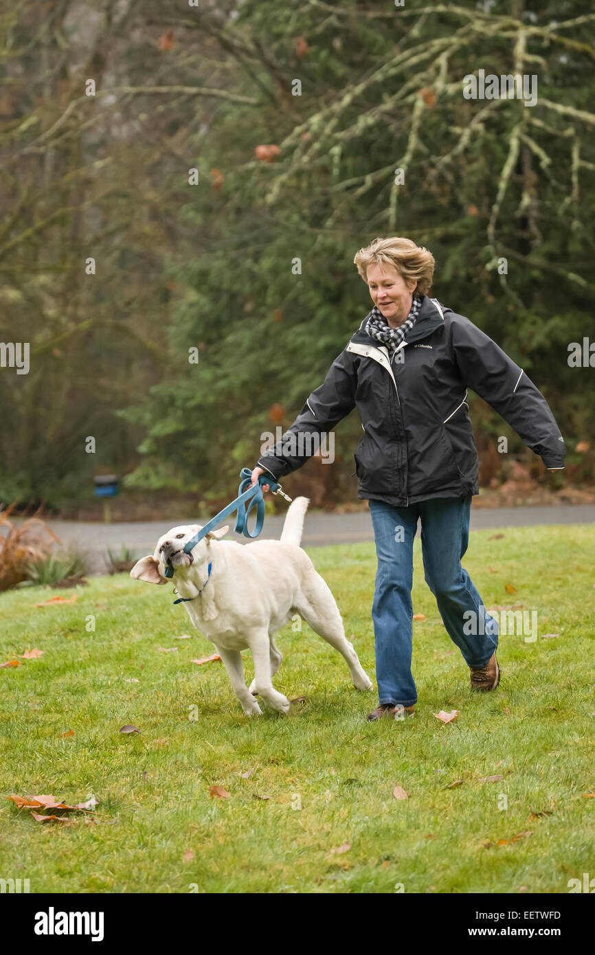 Murphy, englischer gelbe Labrador Retriever Hund, zerrte an seiner Leine während des Gehens Leine in einem Park in Issaquah, USA Stockfoto