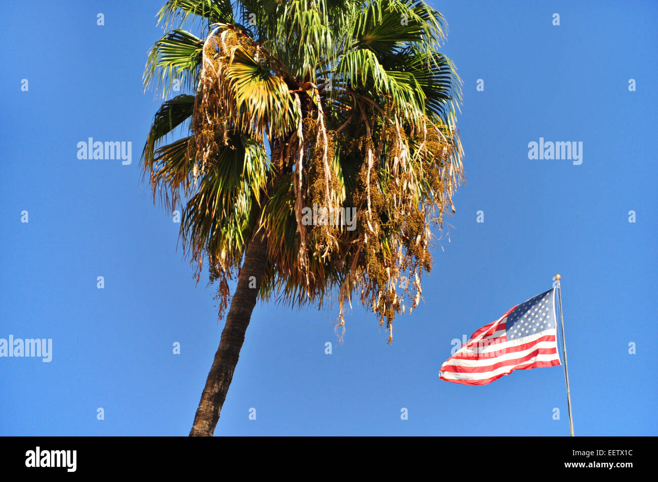 Beverly Hills, Los Angeles, CA, USA. Stockfoto