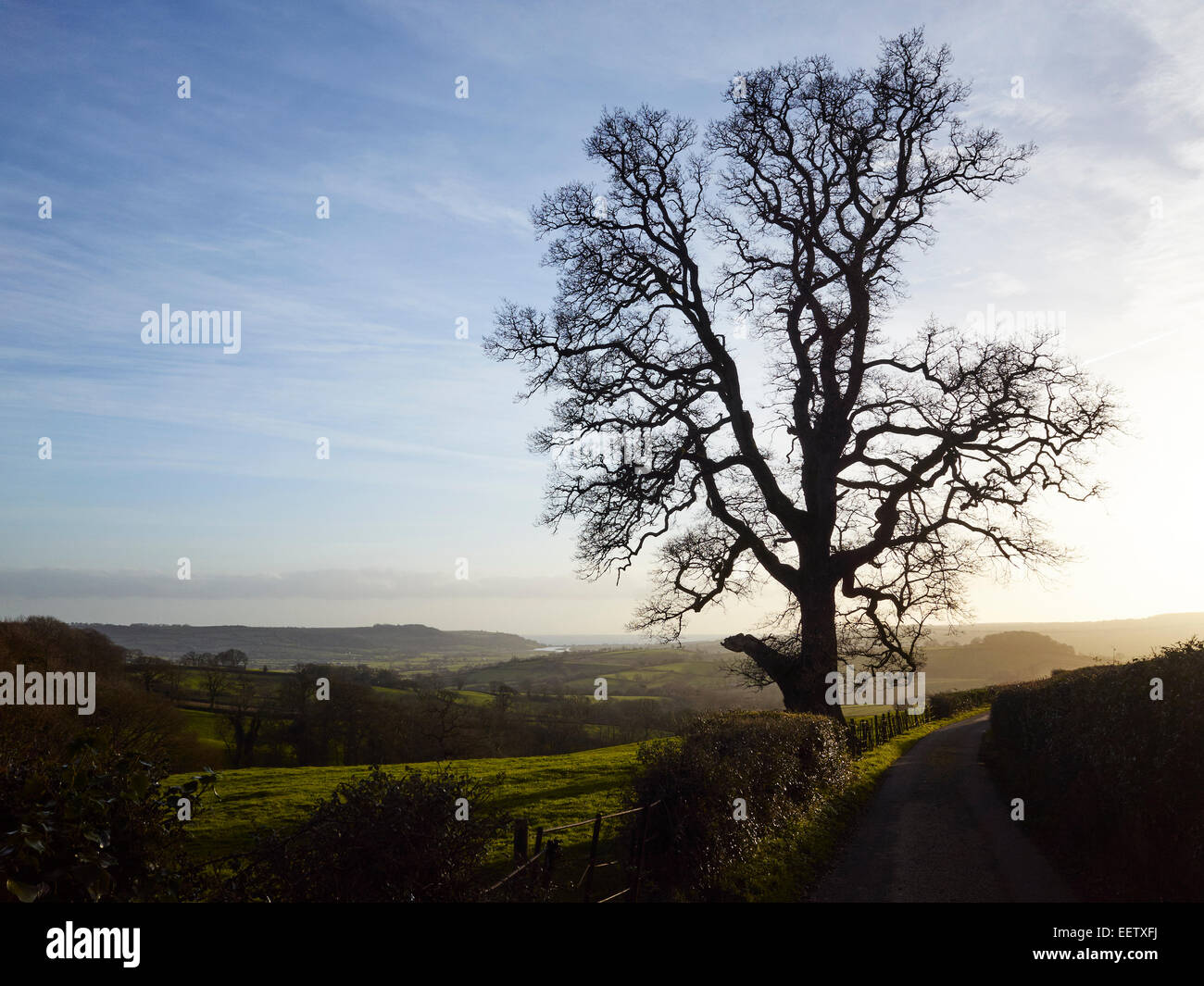 Feldweg und Baum, Devon, UK Stockfoto