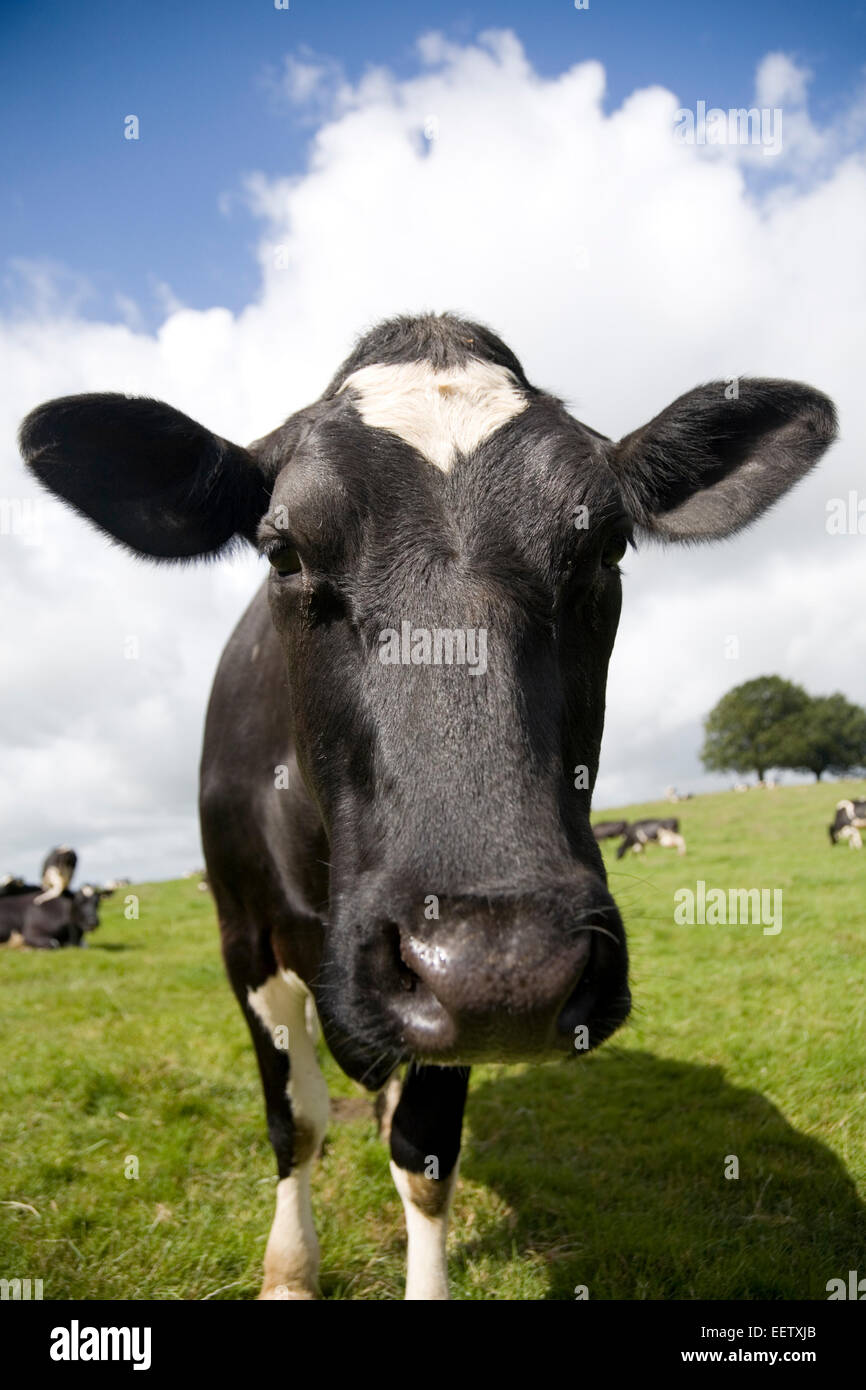 Kühe Kopf schwarz / weiß in Nahaufnahme Blick in die Kamera in einem Feld in England. Stockfoto