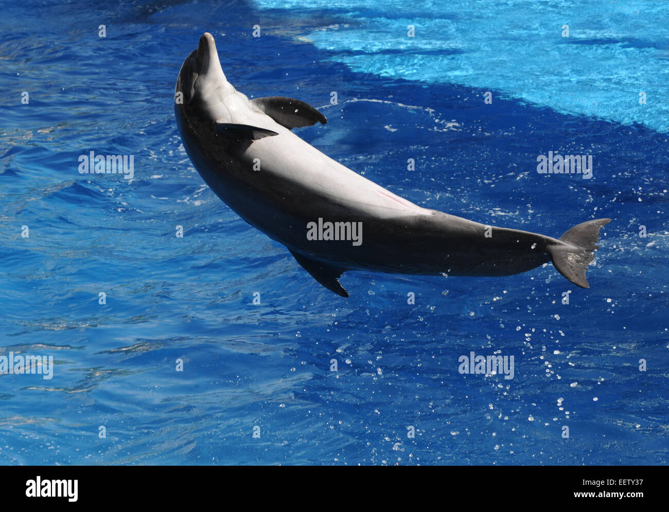 Delphin springen, der klare blaue Wasser Stockfoto