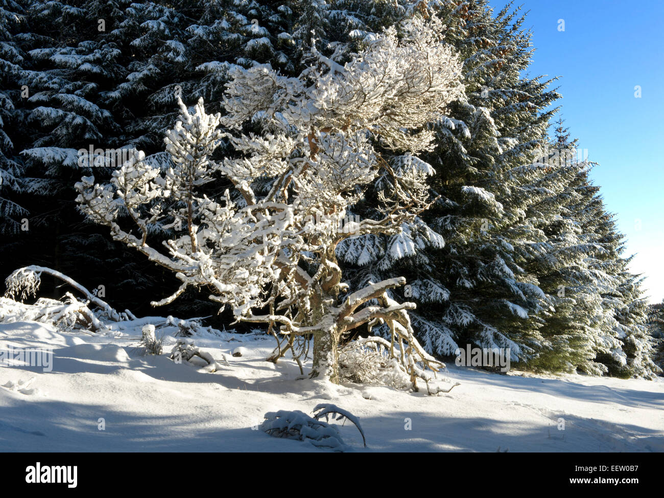 ein ungewöhnlicher geformter Baum nach einer Nacht Winter Dusche vor dem Hintergrund einer Nadelbaum Plantage mit Schnee bedeckt. Stockfoto