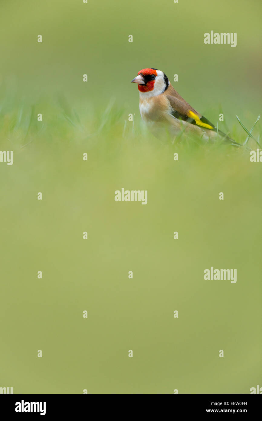 Einzelne europäische Goldfinch Zuchtjahr Zuchtjahr mit unscharfen Vorder- und Hintergrund thront auf dem Rasen Stockfoto