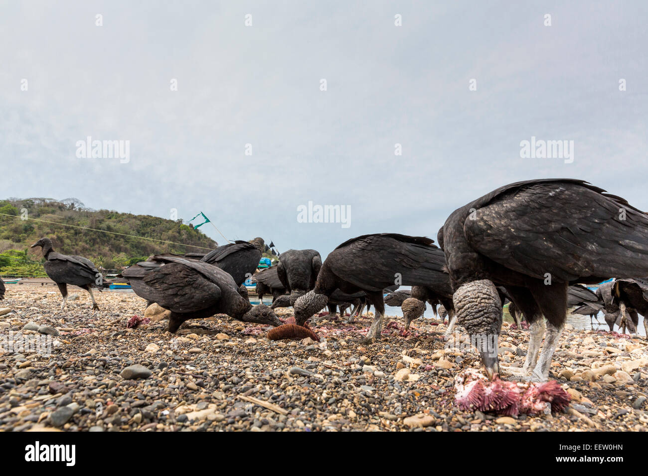 Kleine Gruppe von amerikanischen Mönchsgeier Coragyps Atratus olor ernähren sich von Fisch bleibt Tarcoles Beach, Costa Rica, März Stockfoto