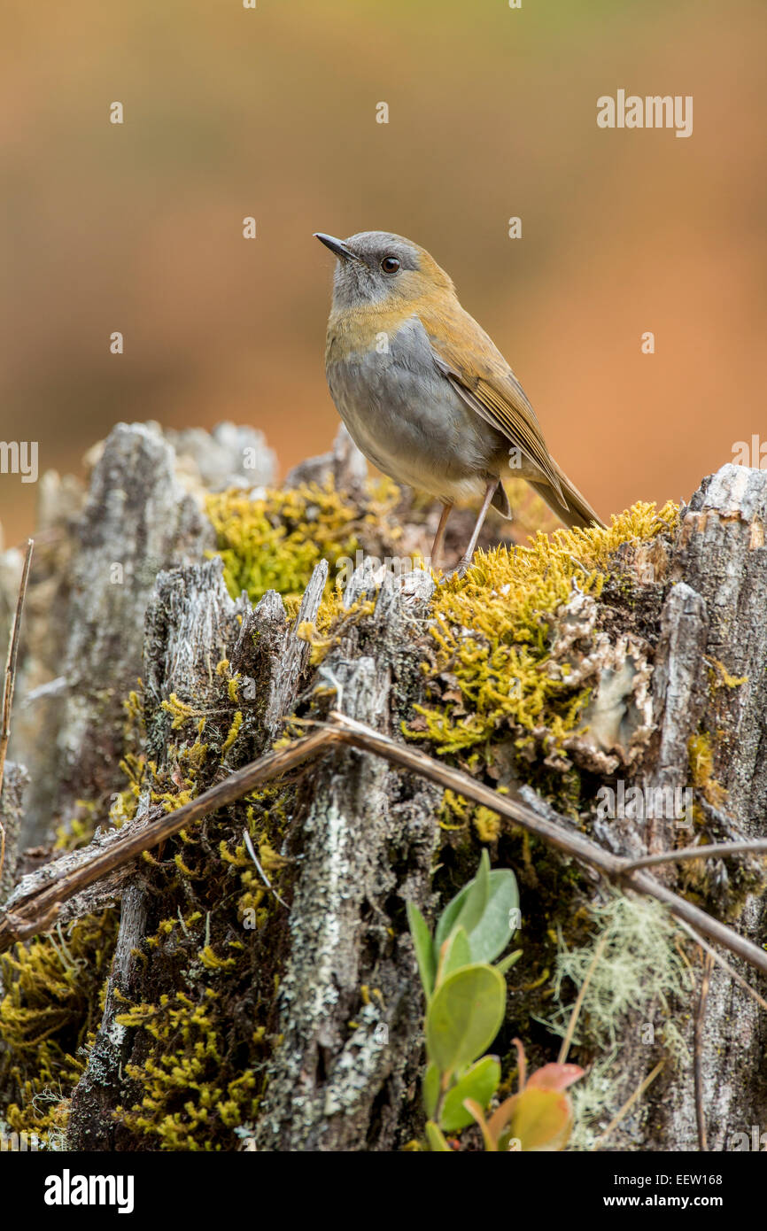 Schwarz-billed Nachtigall-Drossel Catharus Gracilirostris thront auf bemoosten Stamm in San Gerardo de Dota, Costa Rica, März 2014 Stockfoto