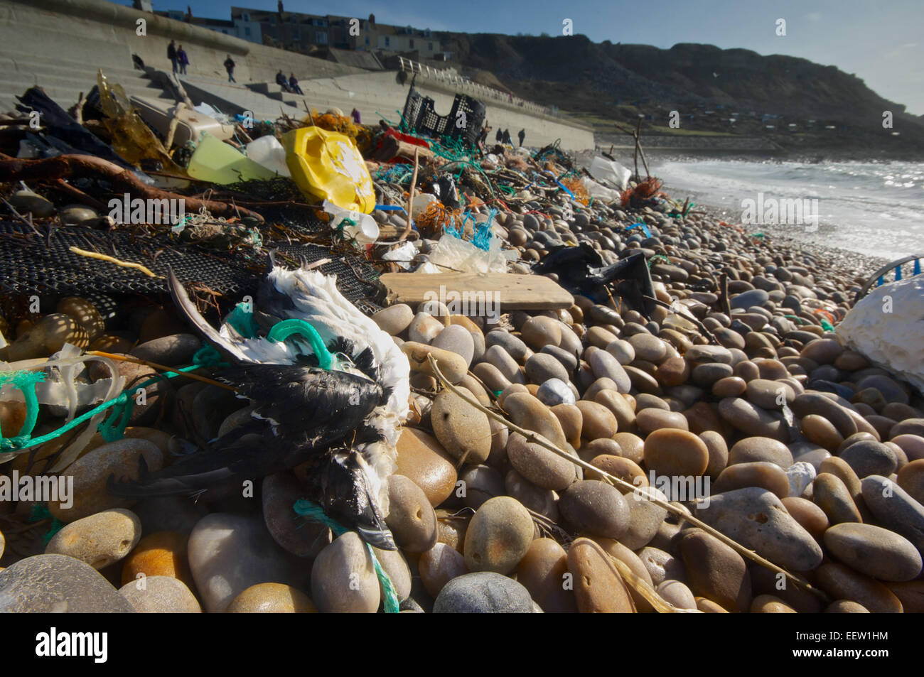 Tot tordalk in Müll auf einen Strand in Dorset, England, Großbritannien Stockfoto