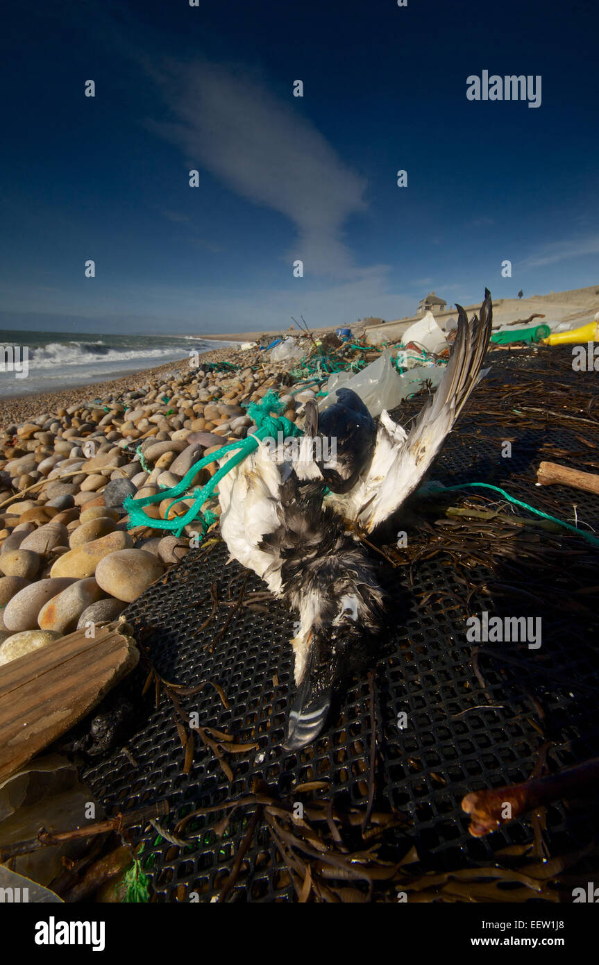 Tot tordalk in Müll an einem Strand in Dorset, Großbritannien Stockfoto