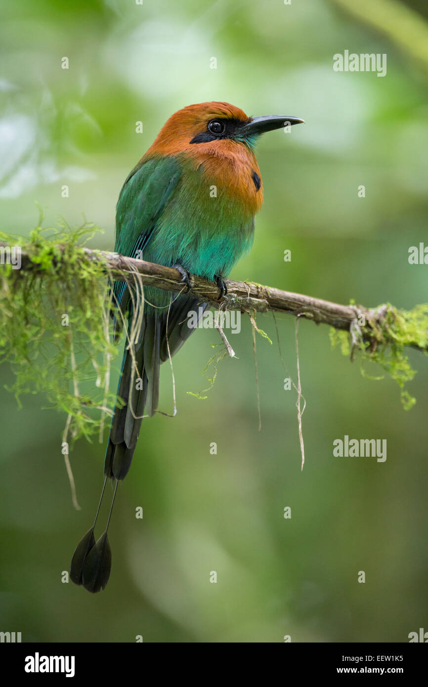 Breit-billed Motmot Elektron Platyrhynchum thront auf Moos bedeckt Zweig Stockfoto