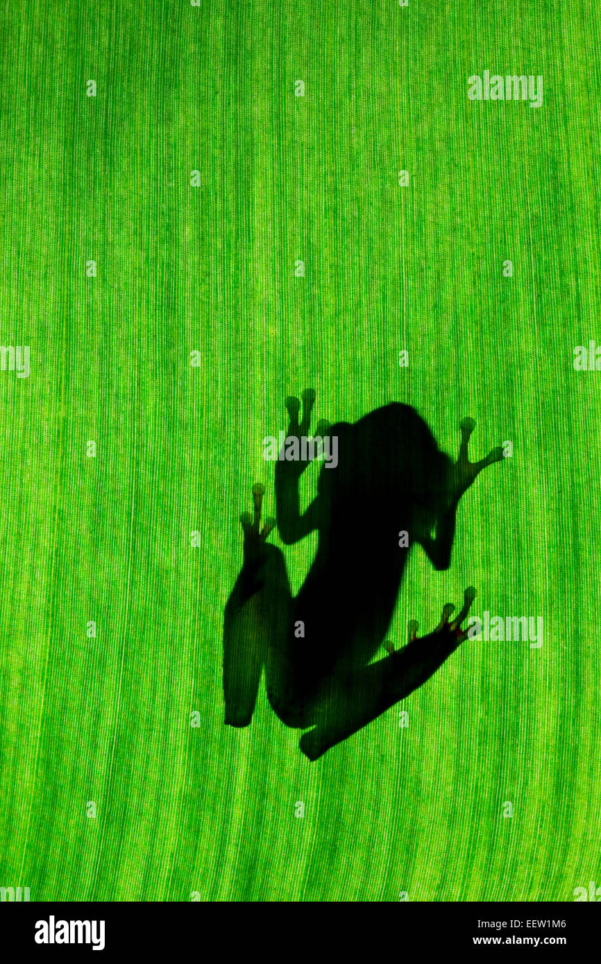 Silhouette der Kanalzone Laubfrosch Hypsiboas Rufitelus auf Regenwald Blatt in der Nähe von Boca Tapada, Costa Rica, Februar 2014. Stockfoto