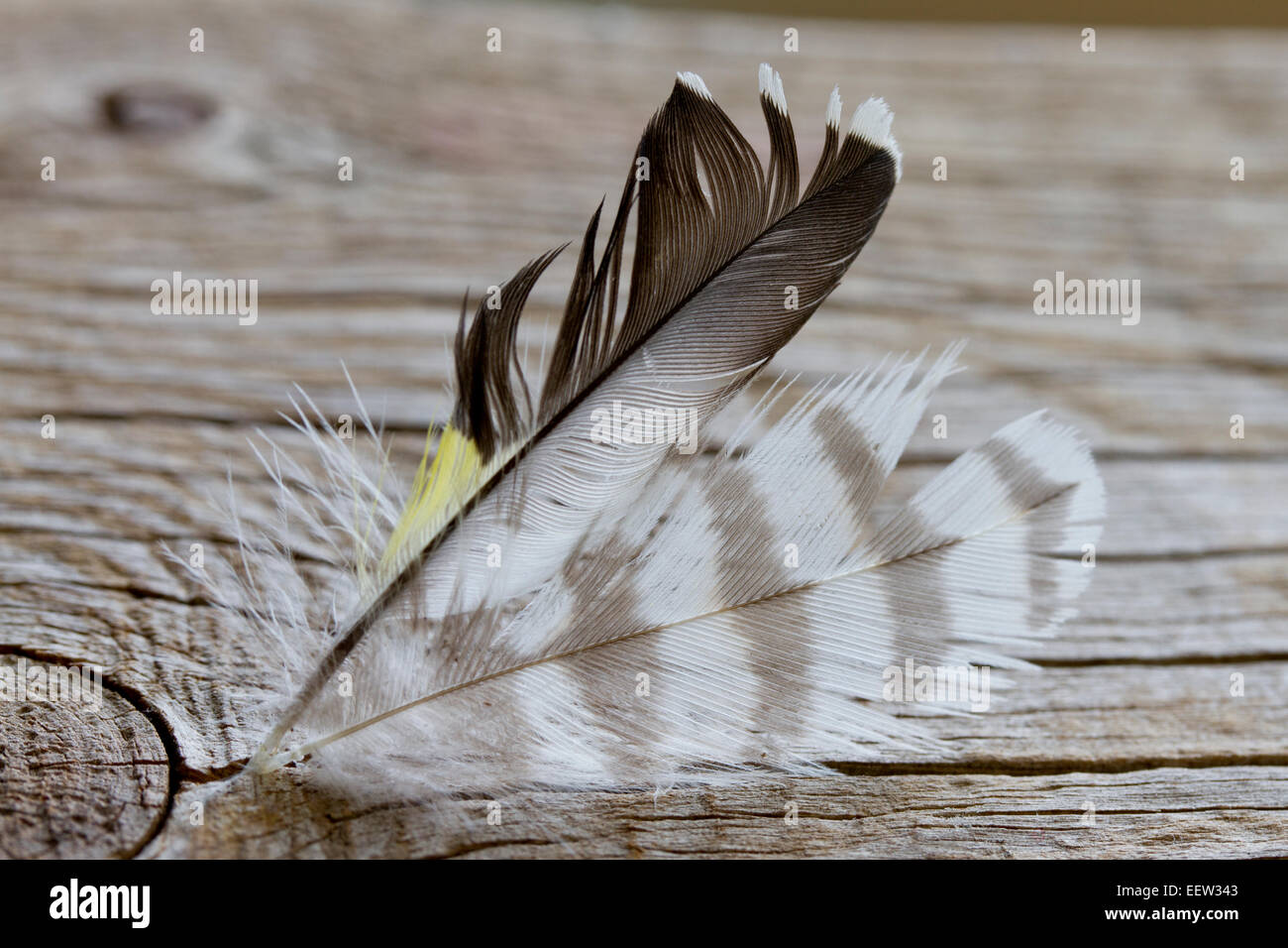 zwei Vögel Federn auf altem Holz Stockfoto