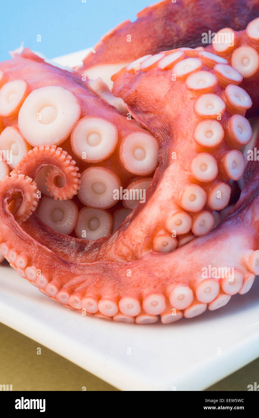 Roher Tintenfisch Tentakeln Stockfoto