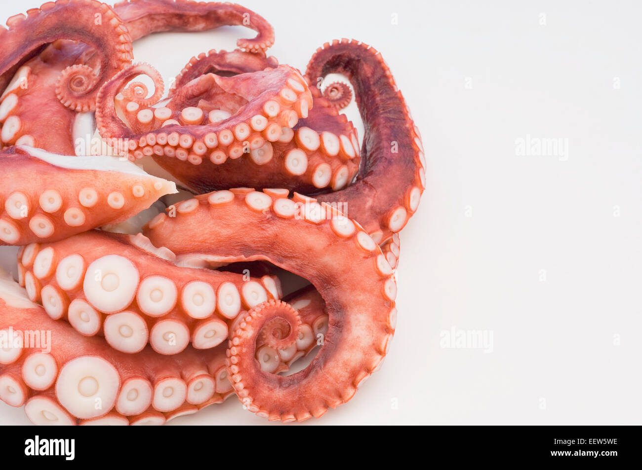 Roher Tintenfisch Tentakeln Stockfoto