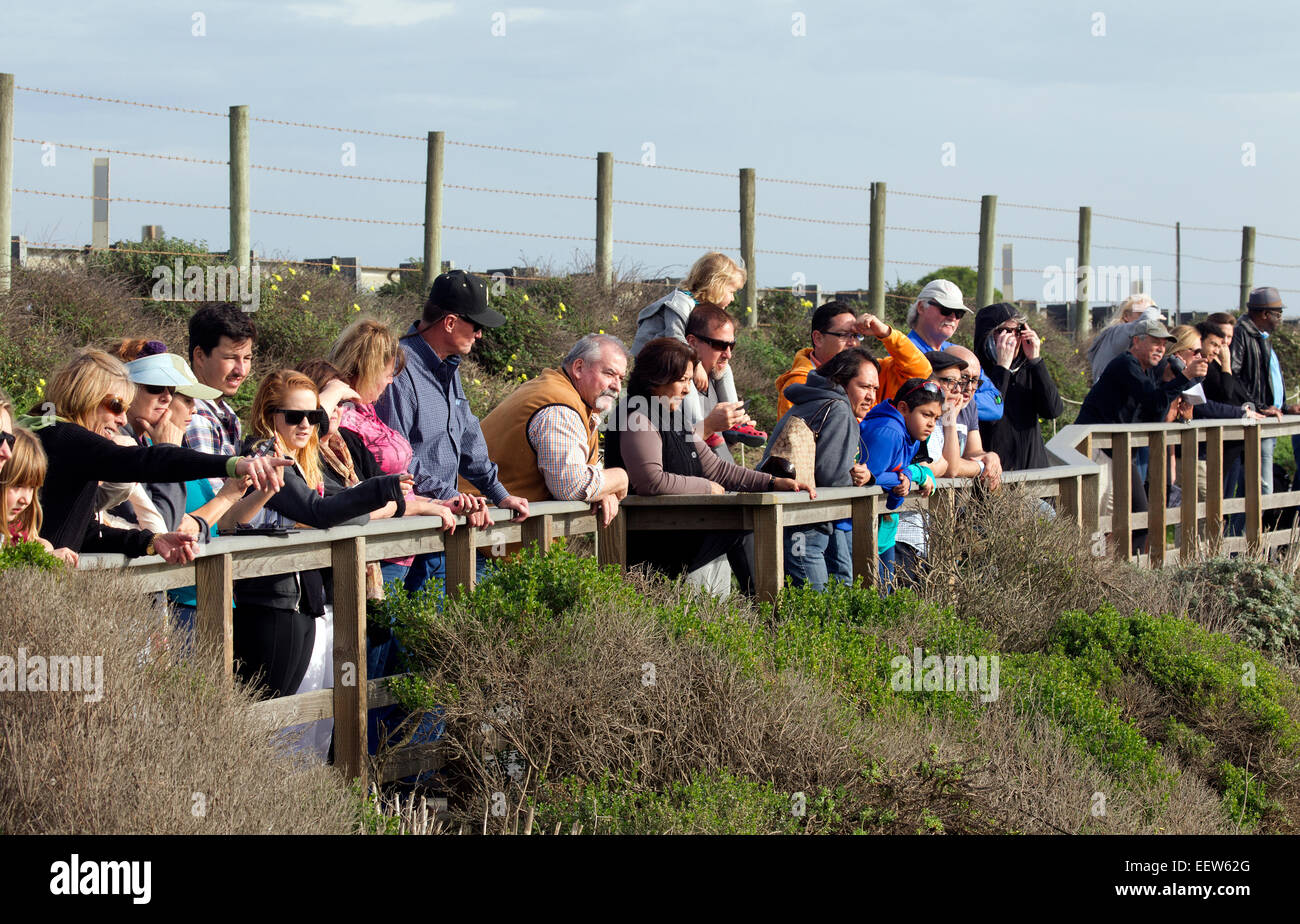 Eine große Gruppe von Menschen beobachtet Elefantenrobben Stockfoto