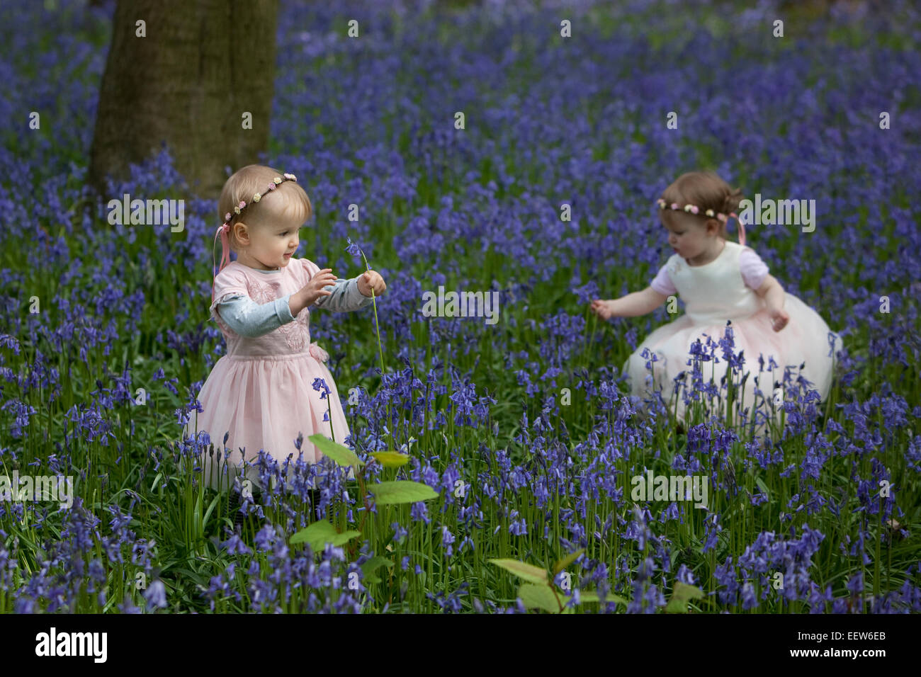 Zwei Kinder Kommissionierung Glockenblumen in einem englischen Holz im Frühjahr. Stockfoto