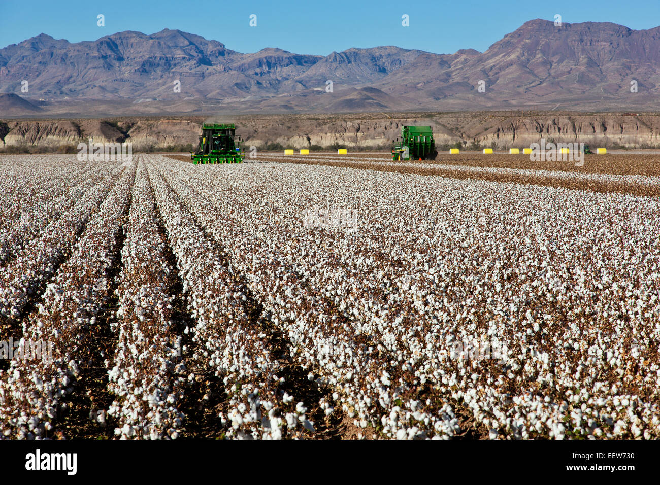 7760 John Deere Cotton Pickers Feld ernten. Stockfoto