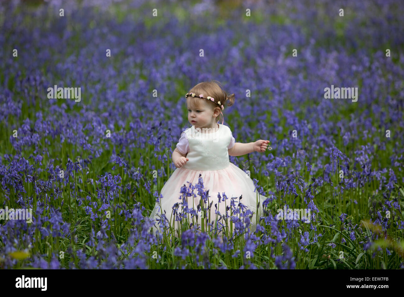 Flowergirl in einem Holz voller wilde Glockenblumen im Frühjahr. Stockfoto