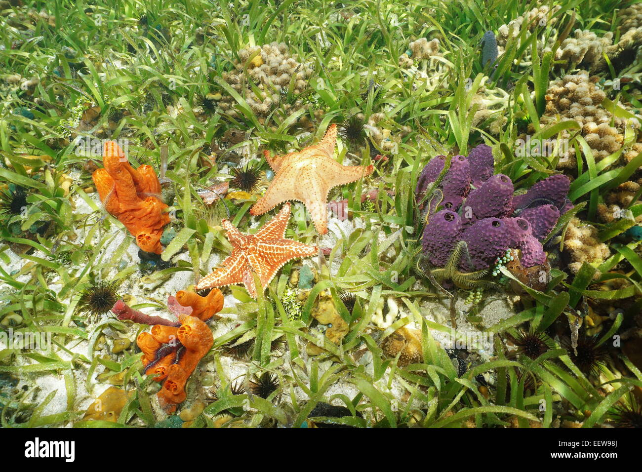 Bunte Unterwasser Tiere auf dem Meeresboden mit Verzweigung Rohr Schwamm, Kissen-Seestern und Feuer-Schwamm, Karibik Stockfoto