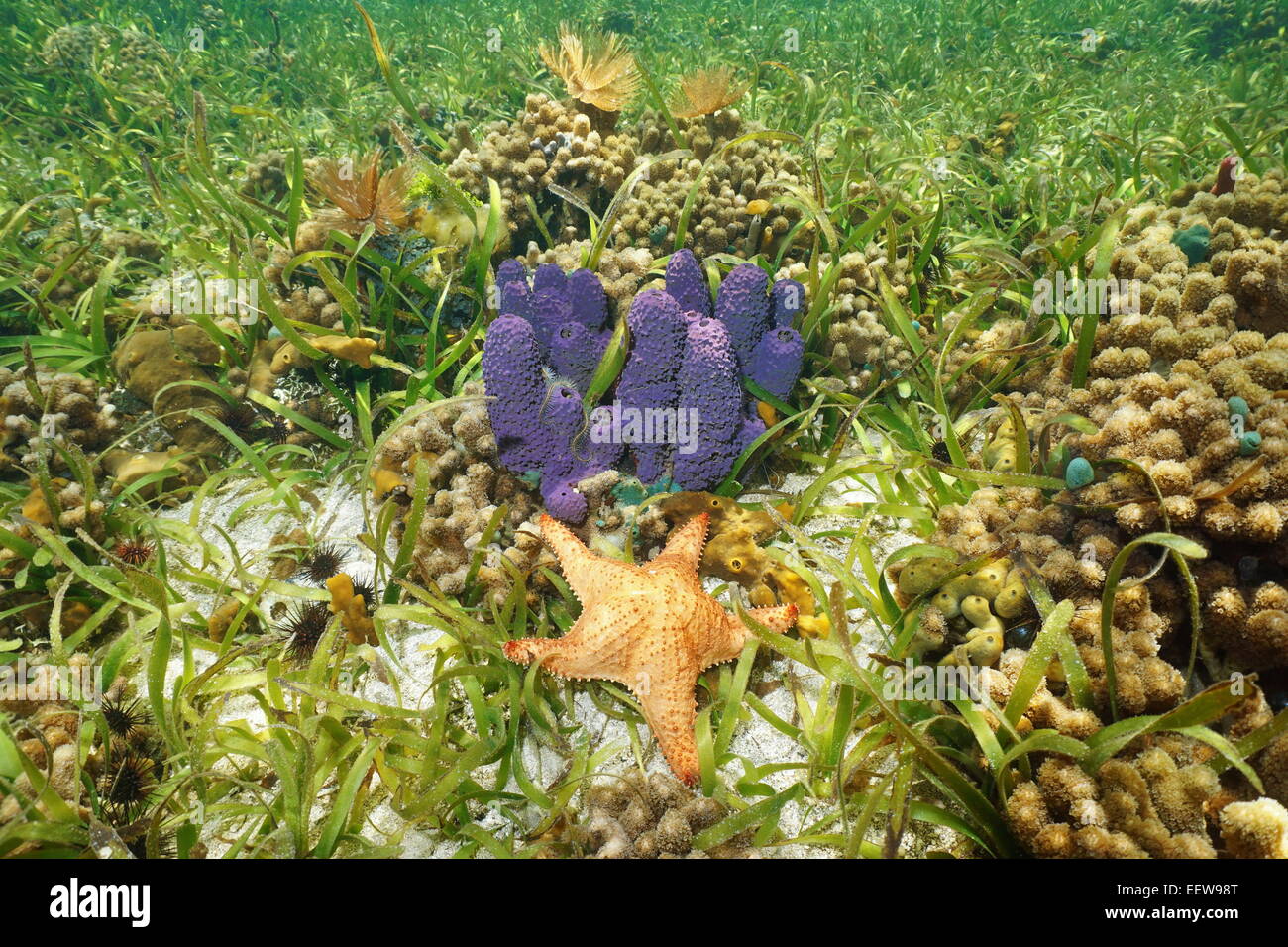 Farbenfrohe Unterwasserlebewesen mit lila Verzweigung Rohr Schwamm und roten Kissen Seestern in einem Korallenriff, Karibik Stockfoto