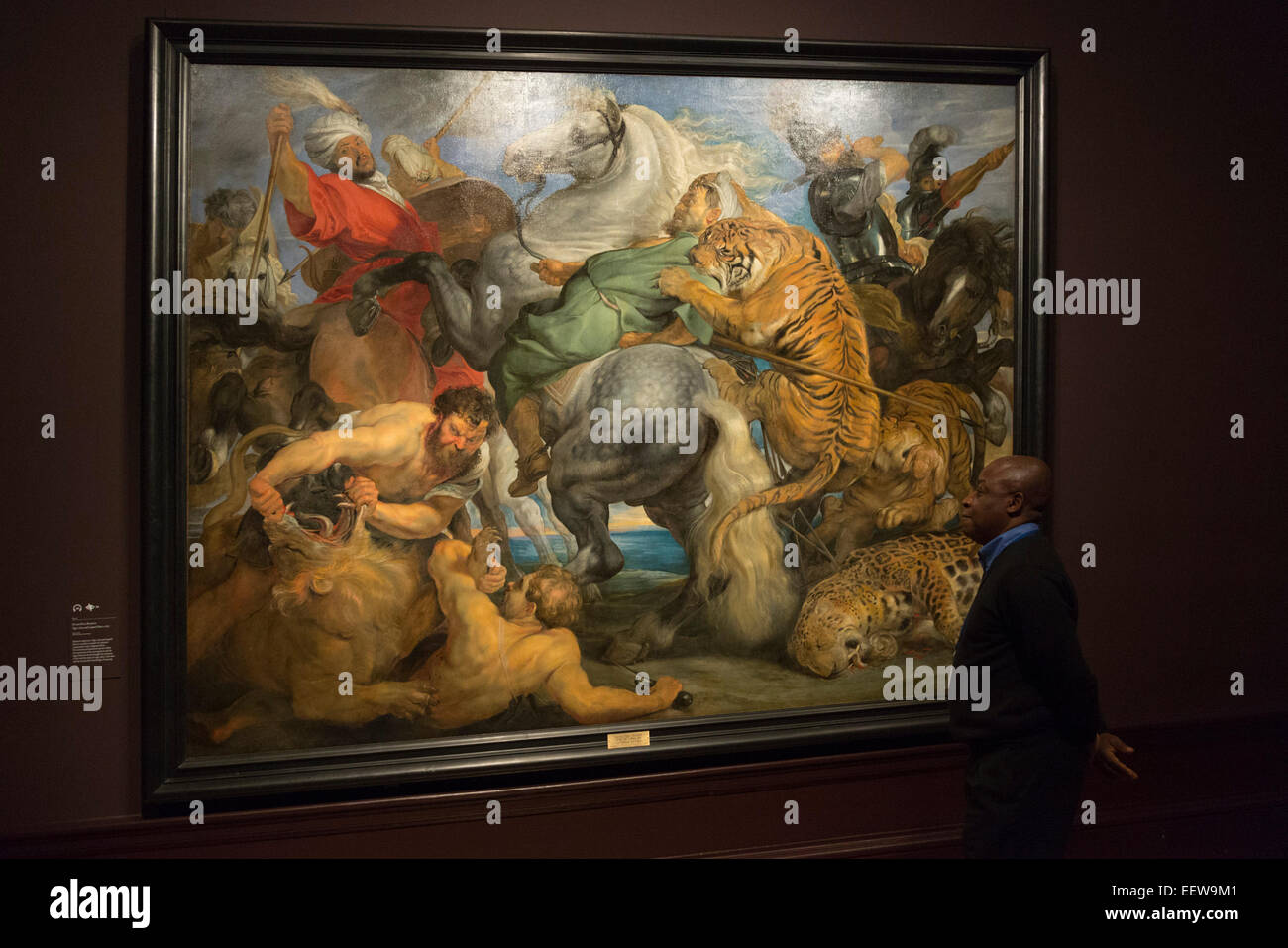 London, UK. 20. Januar 2015. Ein Besucher der Ausstellung befasst sich mit der Malerei "Tiger, Löwe und Leopard Jagd", 1616, von Rubens. Die Ausstellung Rubens und sein Vermächtnis: Van Dyck, Cezanne ist eine Erforschung der das künstlerische Vermächtnis von Rubens, die am meisten Einfluss der flämischen Maler. Die Ausstellung vereint Meisterwerke von Rubens und die Künstler, die ihn zu seinen Lebzeiten und bis ins 20. Jahrhundert inspiriert wurden. Rubens und sein Vermächtnis präsentiert mehr als 130 Werke, bestehend aus Gemälden, Zeichnungen und Drucke. Die Ausstellung läuft vom 24 an der Royal Academy of Arts Stockfoto