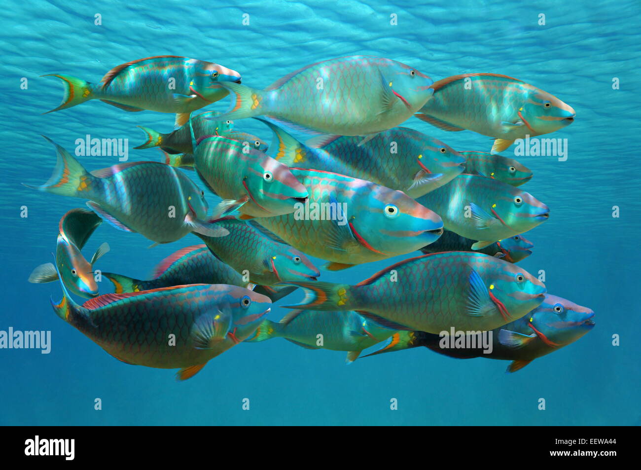 Schwarm von bunte Tropenfische, Ampel Papageienfische in terminalen Phase unter der Wasseroberfläche, Karibik Stockfoto