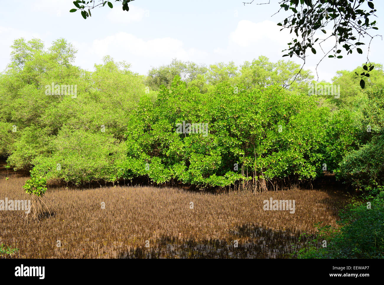 Mangroove Wald in Goa Indien Stockfoto