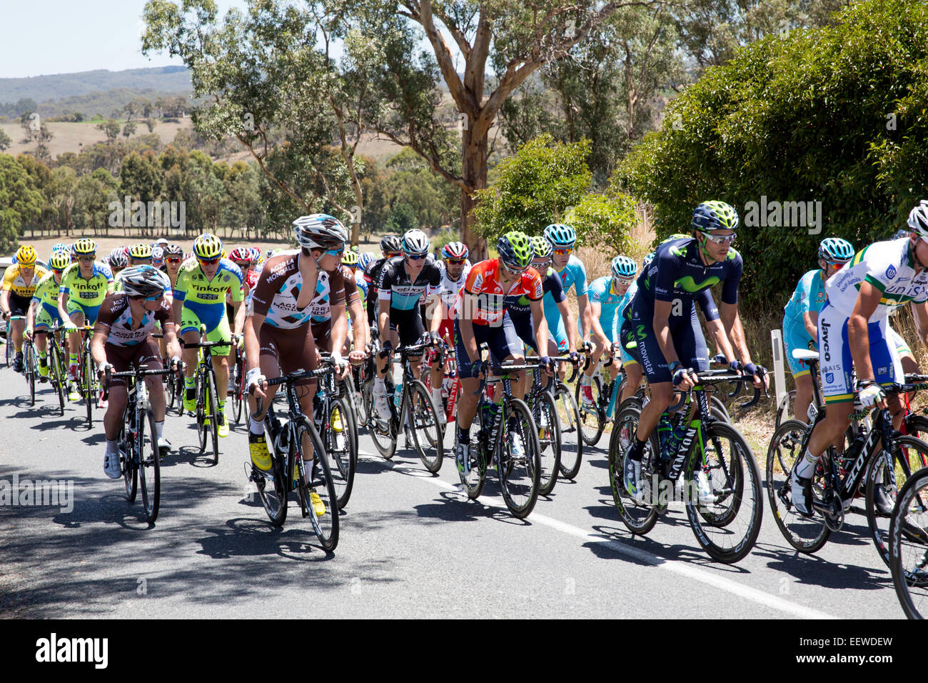 Adelaide, Australien. 22. Januar 2015. Fahrer, die auf der Durchreise den Adelaide Hills in Phase 3 der 2015 Tour Down Under.Rohan Dennis (AUS) BMC Racing Team fuhr fort, um die Etappe zu gewinnen. Stockfoto
