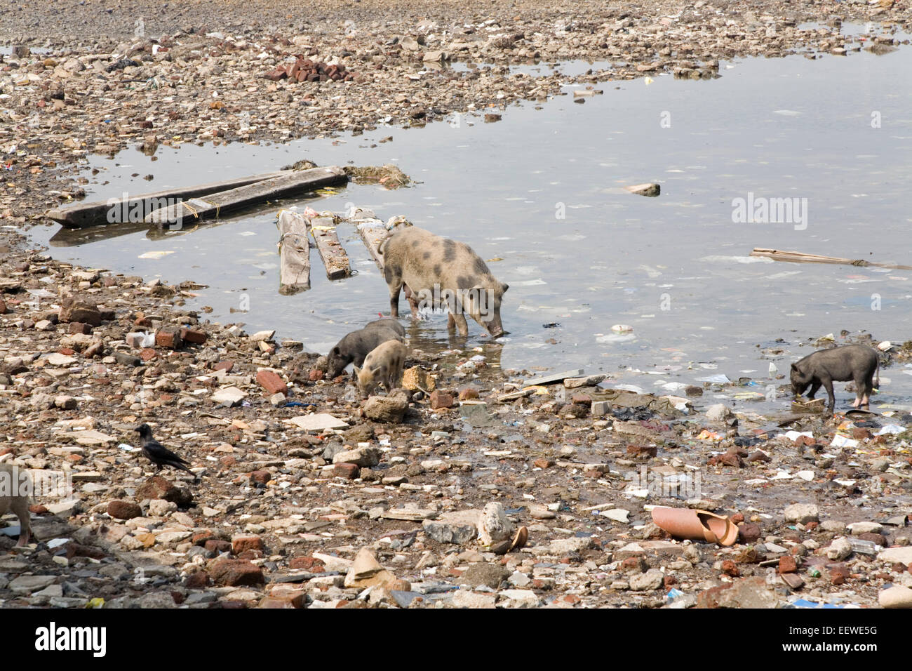 Weibliche Erwachsene Schweine und Ferkel, die Nahrungssuche unter Müll am Gewässer Rand, Mumbai, Bombay, Indien Stockfoto