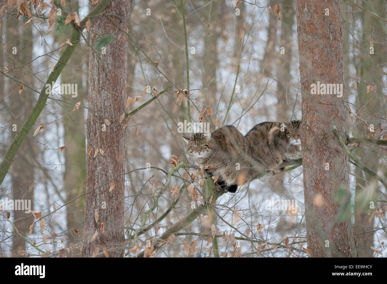 Wildkatze, Wildkatze, Wildkatze, Wild-Katze, Katze, Felis Silvestris, Chat Haret chat Sauvage Stockfoto