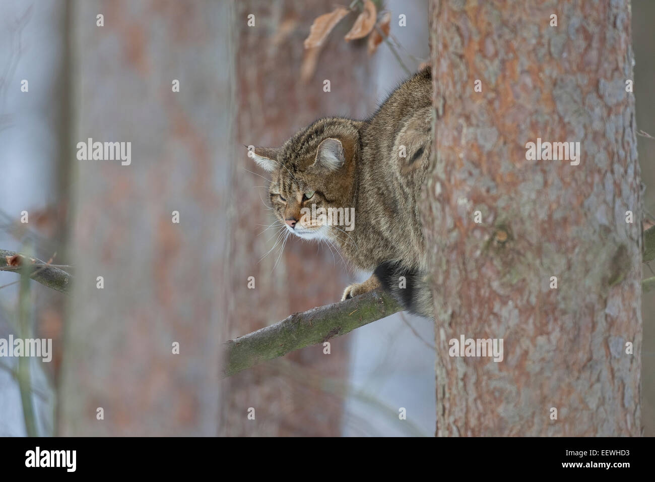 Wildkatze, Wildkatze, Wildkatze, Wild-Katze, Katze, Felis Silvestris, Chat Haret chat Sauvage Stockfoto