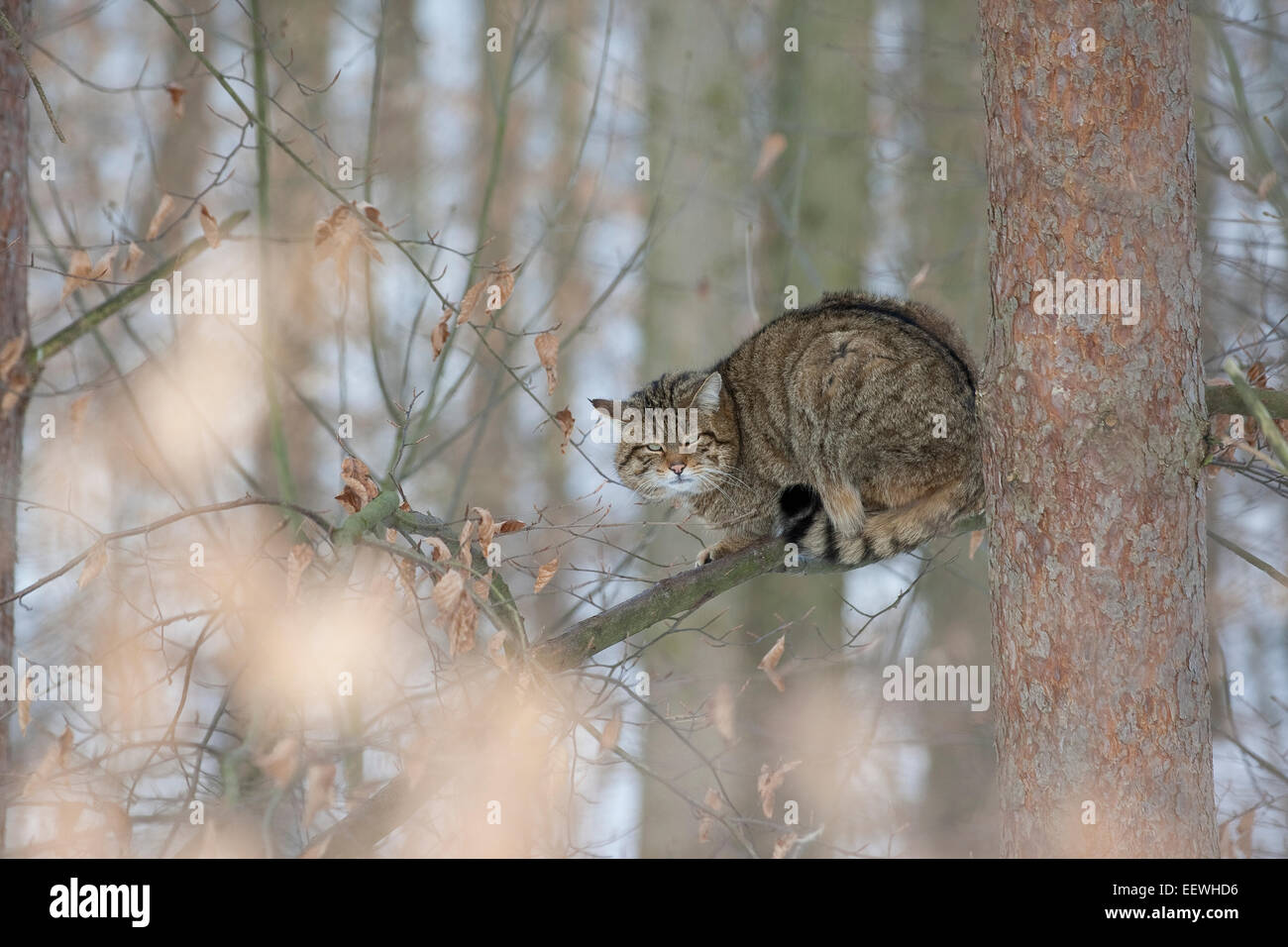 Wildkatze, Wildkatze, Wildkatze, Wild-Katze, Katze, Felis Silvestris, Chat Haret chat Sauvage Stockfoto