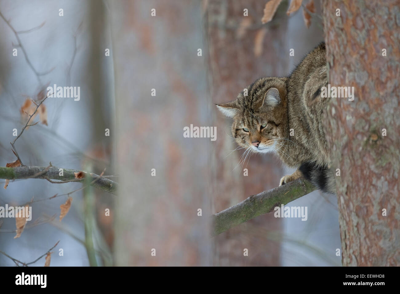 Wildkatze, Wildkatze, Wildkatze, Wild-Katze, Katze, Felis Silvestris, Chat Haret chat Sauvage Stockfoto