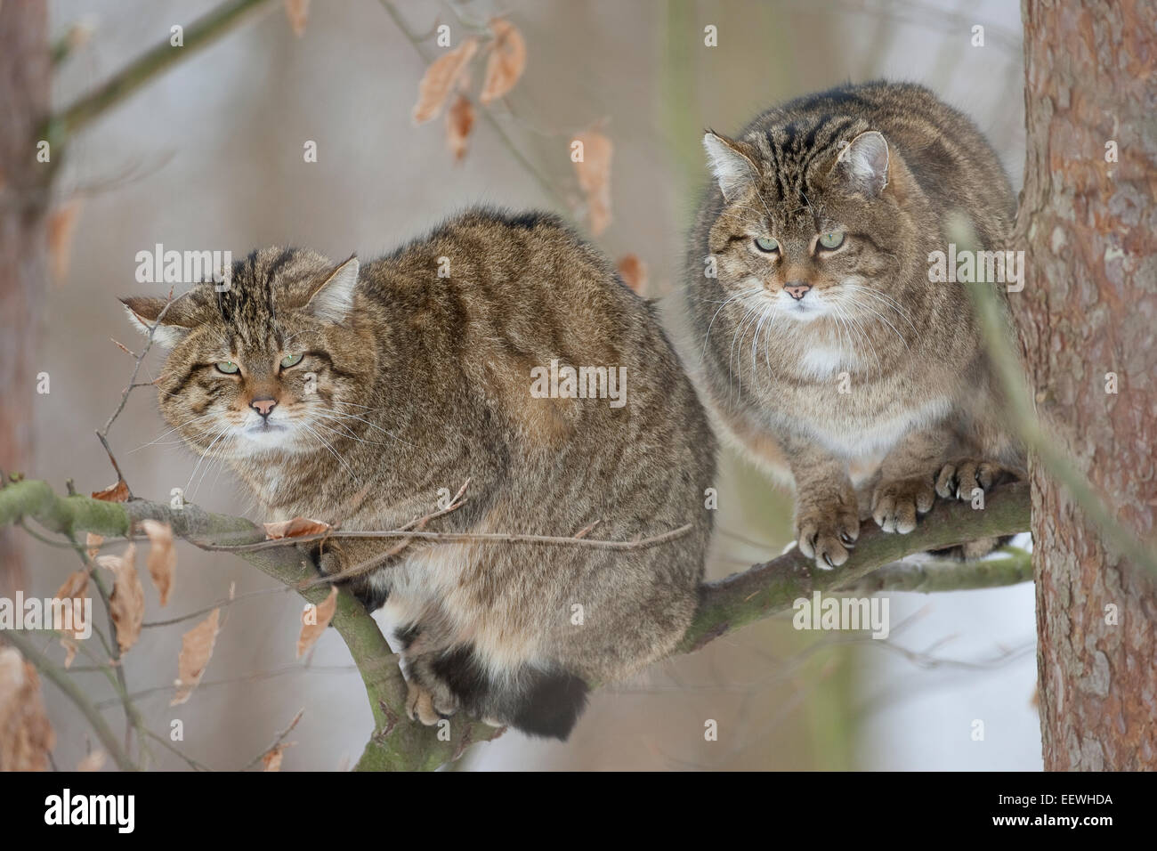 Wildkatze, Wildkatze, Wildkatze, Wild-Katze, Katze, Felis Silvestris, Chat Haret chat Sauvage Stockfoto