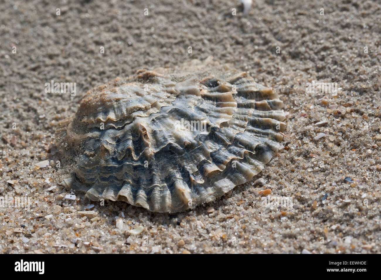 Europäische flache Auster, Schlamm Auster, essbare Auster, Austern, Muschelschale, Europäische Auster, Schale, Ostrea Edulis, Huître Plate Stockfoto