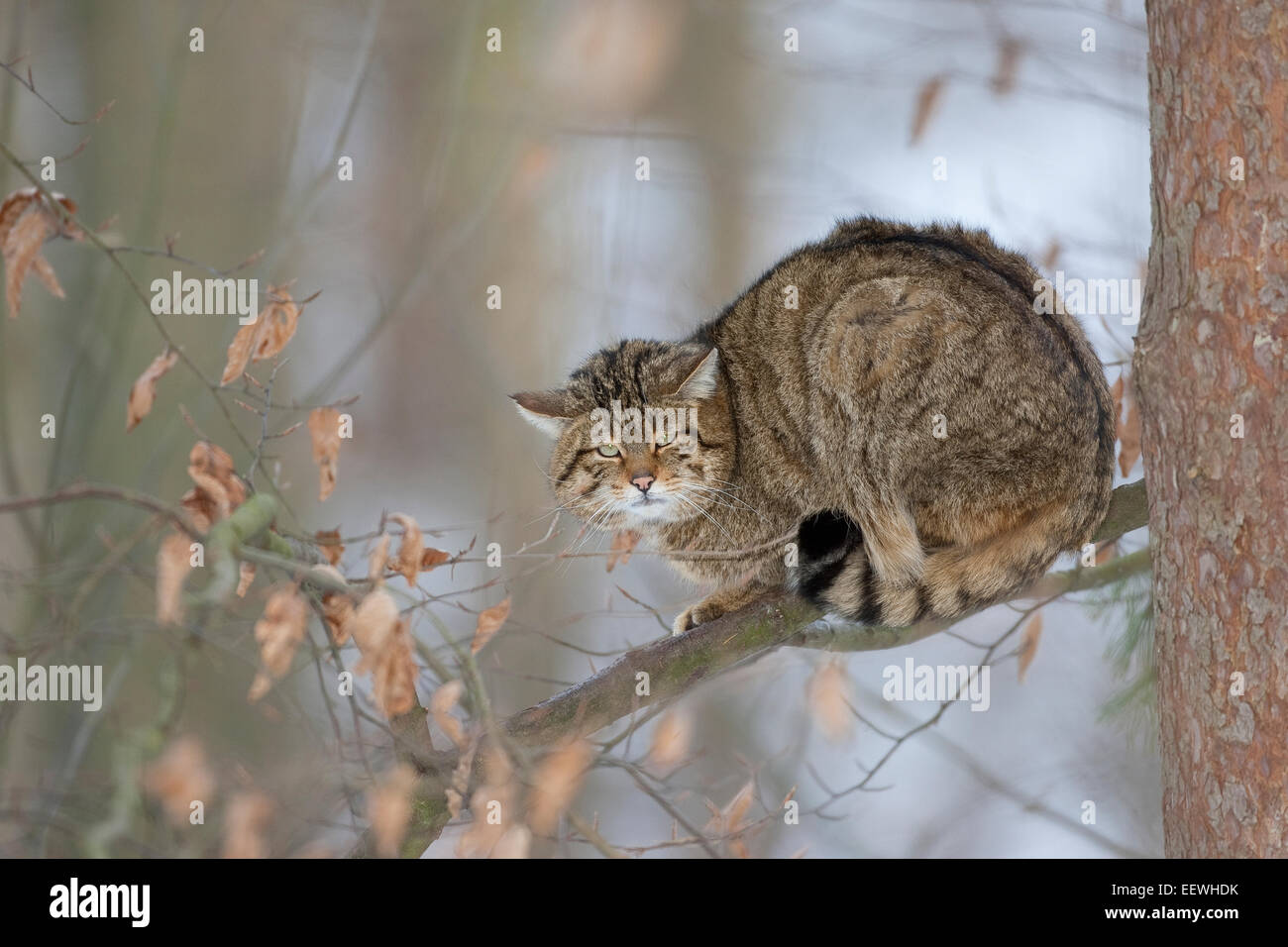 Wildkatze, Wildkatze, Wildkatze, Wild-Katze, Katze, Felis Silvestris, Chat Haret chat Sauvage Stockfoto