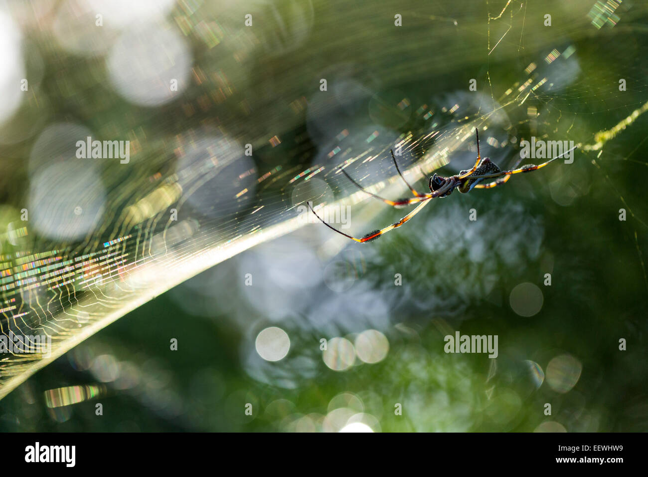 Golden Orb Spinne Nephila Clavipes im Web in der Nähe von Boca Tapada, Costa Rica, Februar 2014. Stockfoto