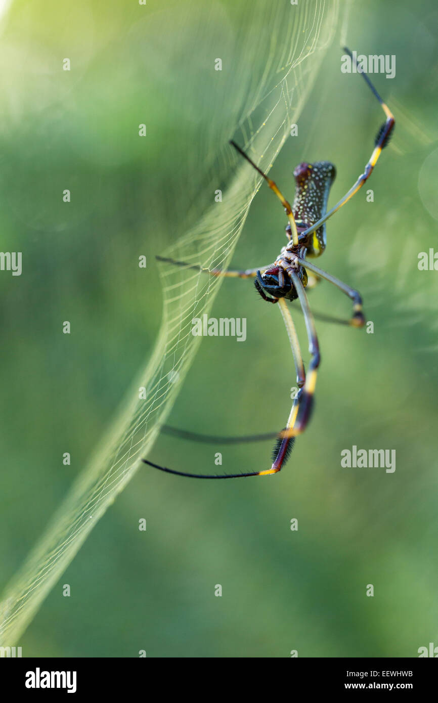 Golden Orb Spinne Nephila Clavipes im Web in der Nähe von Boca Tapada, Costa Rica, Februar 2014. Stockfoto