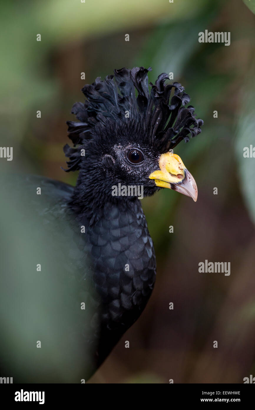 Große Hokkohühner Crax Rubra versteckt im dichten Regenwald bei Boca Tapada, Costa Rica, Februar 2014. Stockfoto