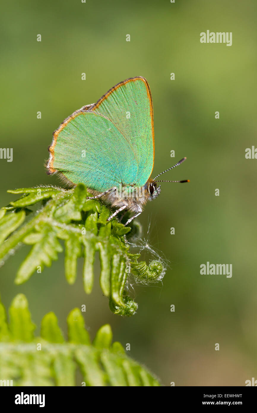 Grüner Zipfelfalter Callophrys Rubi Schmetterling Schlafplatz am Ende der Adlerfarn (Pteridium Aquilinum), Malvern HIlls, Worcestershire Stockfoto