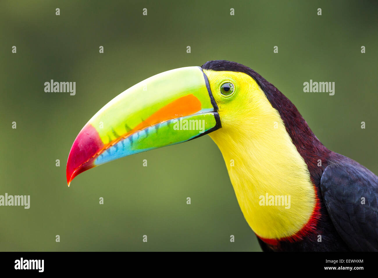 Nahaufnahme von Kiel-billed Toucan Ramphastos Sulfuratus bei Boca Tapada, Costa Rica, Dezember 2013. Stockfoto