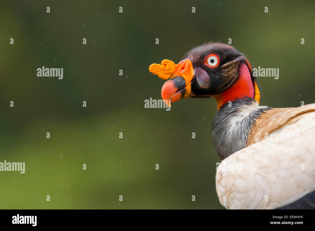 Erwachsenen König Geier Sarcoramphus Papa stehenden Warnung bei Boca Tapada, Costa Rica, Januar 2014. Stockfoto
