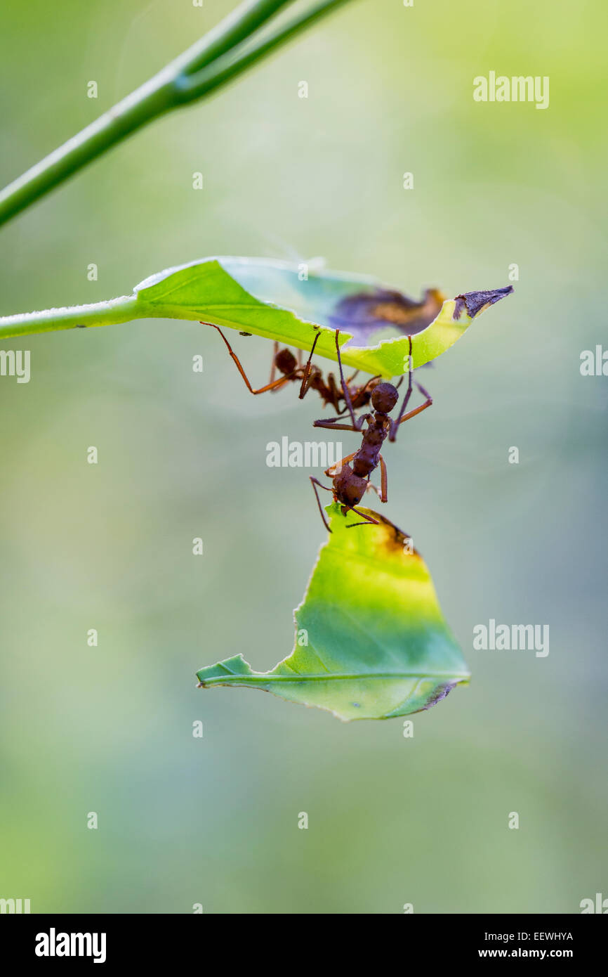 Blattschneiderameise Ameise Atta Cephalotes Weg Blatt hängen in der Nähe von Boca Tapada, Costa Rica, Dezember 2013. Stockfoto