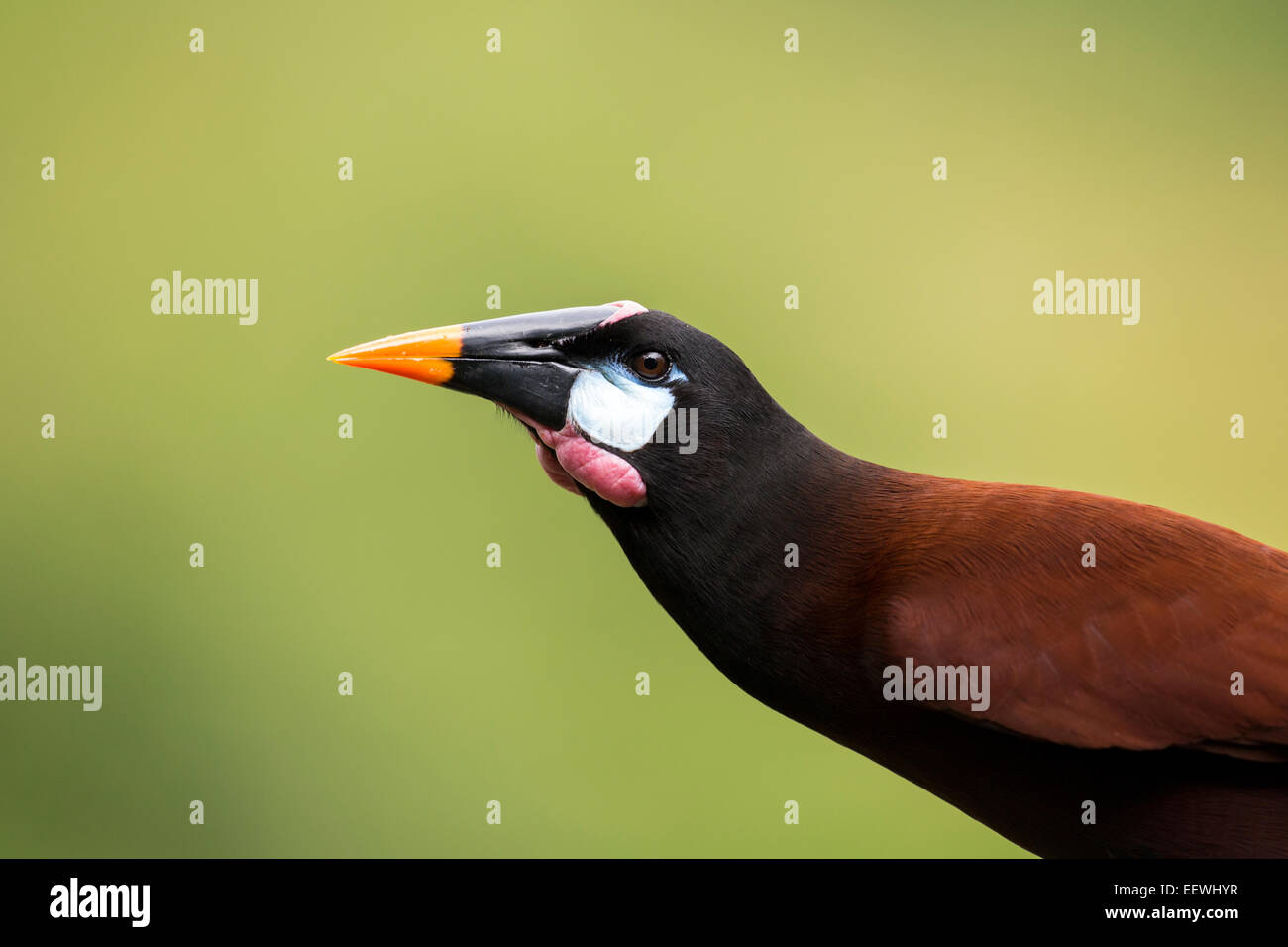 Nahaufnahme von Montezuma Oropendula Psarocolius Montezuma in der Nähe von Boca Tapada, Costa Rica, Januar 2014. Stockfoto
