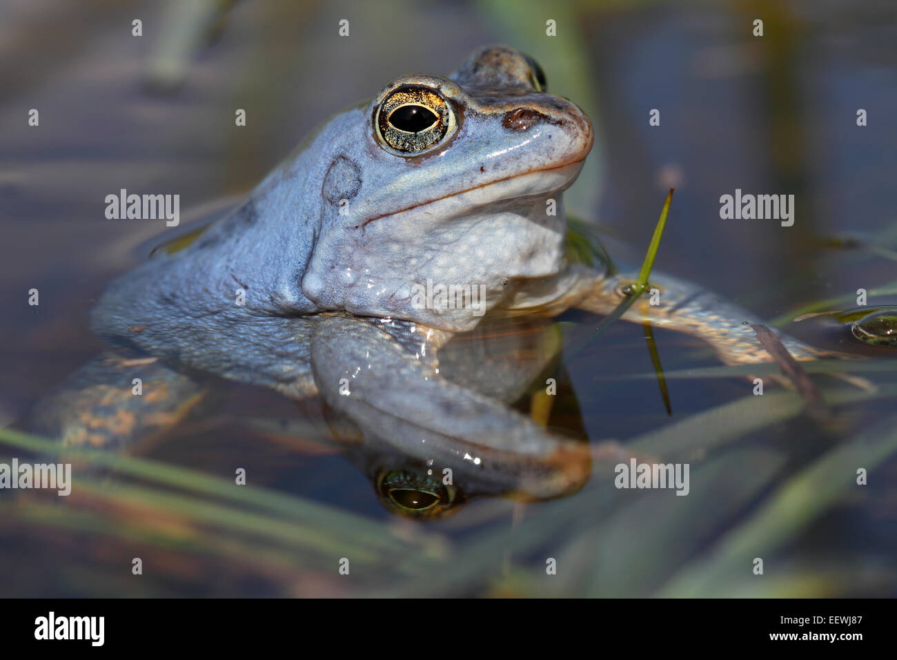 Moor Frosch (Rana Arvalis), männliche in blauer Farbe im Wasser, mittlere Elbe-Biosphärenreservat, Sachsen-Anhalt, Deutschland Stockfoto